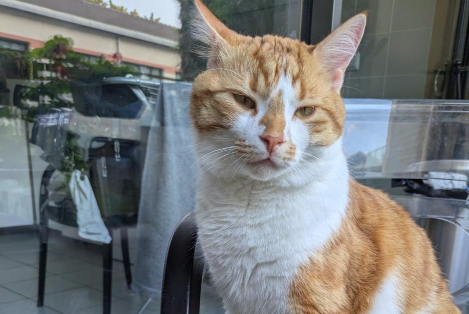 Vermisstmeldung Katze  Männliche , 2 jahre Dorfen Deutschland