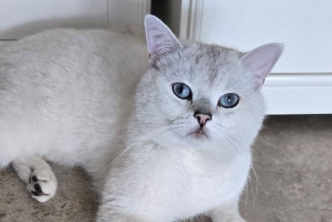 Vermisstmeldung Katze  Männliche , 3 jahre München Deutschland