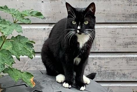 Disappearance alert Cat Female , 3 years Untersteinach Germany