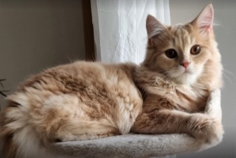Alerte Disparition Chat croisement Mâle , 1 ans Stephanskirchen Allemagne Alerte Disparition Chat croisement Mâle , 1 ans Stephanskirchen Allemagne